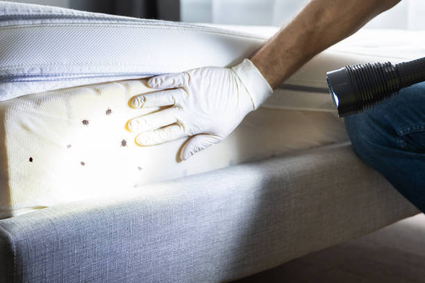 Best Pest Inspection Near Me  in Forest City, FL